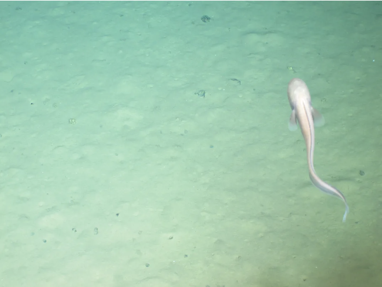 鱼在水里
中度可信度描述已自动生成